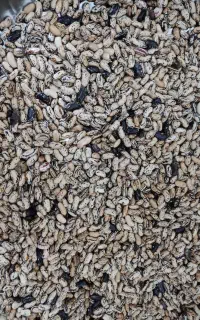 پاچه باقالی درجه یک
