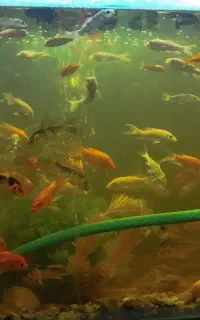 کوی سوپر باله