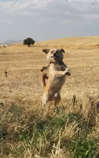 سگ پاکوتاه