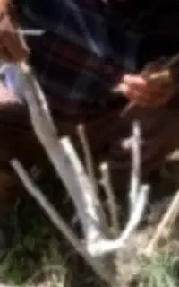 انواع ترکه و پیوند درخت پسته