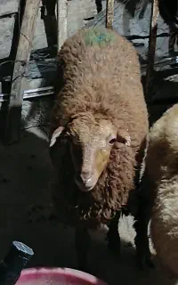 ماده بره دلاق.