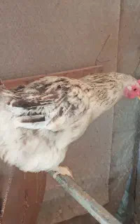 مرغ وخروس