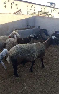 میش زایده گوسفند
