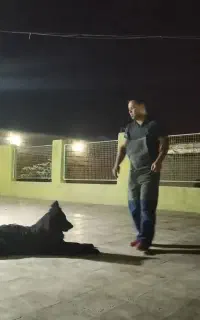 مربی سگ. آموزش سگ. پانسیون سگ