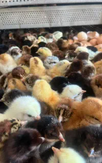 انواع نیمچه و جوجه اصلاح نژاد+مشاور رایگان مرغداری