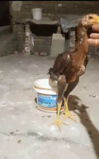 جوجه لاری