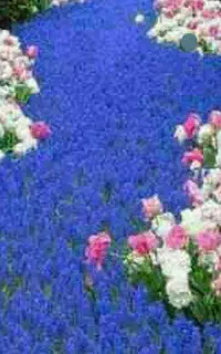 سیم کارت کد ۱ تبریز
