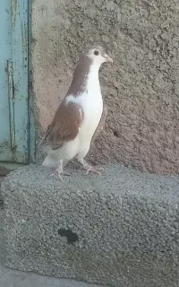 نر سرخ دوبحر دمگیر دوبهر