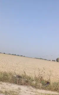 خریدار جو گندم