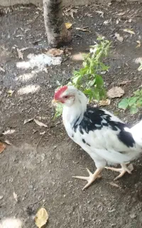 جوجه خروس گلین