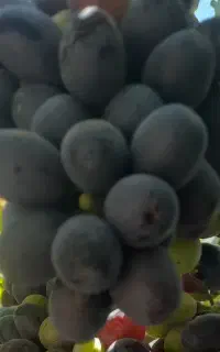 انگور