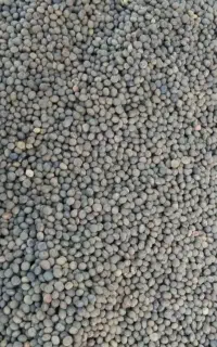 سیاه دانه گاودانه قاره دنه