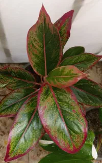 گل طبیعی لب ماتیکی