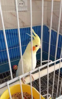 جوجه عروس هلندی سه ماهه لوتینو