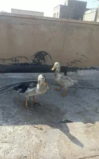 اردک
