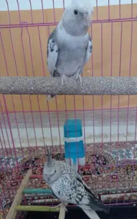 عروس هلندی