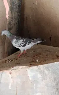 کبوتر پلاکی