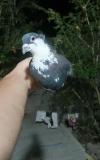 کبوتر ریش