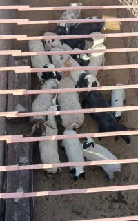 15عدد گوسفند نر ماده کوچک و بزرگ ابست هستن
