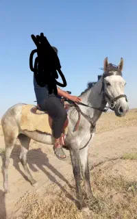 کره اسب مادیون ترکمن