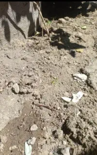 خواستار زمین برای اجاره یا نصف کاری کلم