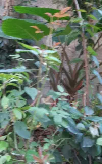گل بابا آدم و گل کاغذی