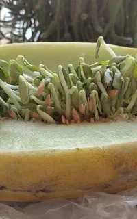سیم کارت