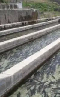 پرورش ماهی