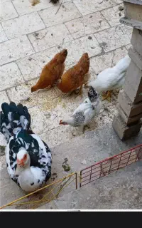 نیمچه مرغ اصیل ۳ماهه