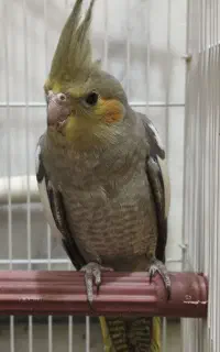 عروس هلندی نر اهلی