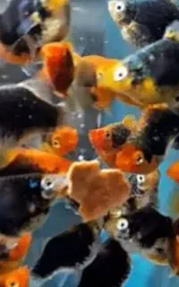 پلاتی بالن مشکی