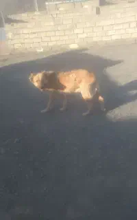 سگ گله