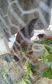جوجه لاری و برهما سه ماه و نیمه