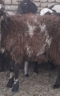 بره نر