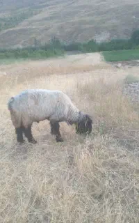 با سلام خدمت دوستان