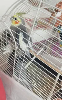 پرنده