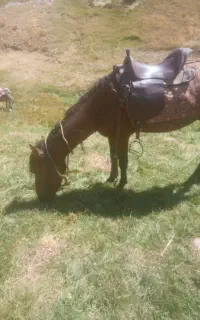 فروش اسب نر