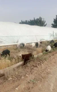 گوسفند میش دوقلو زا