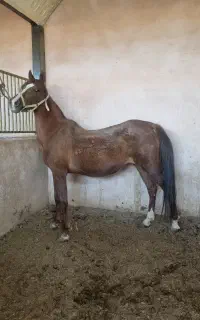 مادیان ۶ دنگ با کره ماده درجه یک
