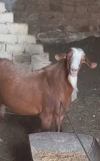 نر بز نژاددار