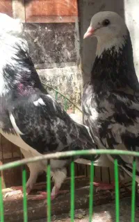 شازده