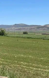 گندم درجه یک