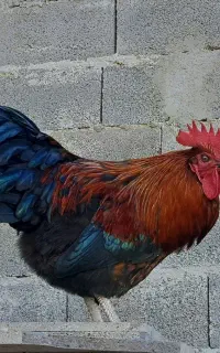 خروس جوان (۱۰ماهه)