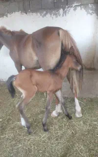 فروشی با کره ماده