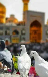تور مشهد با قیمت مناسب