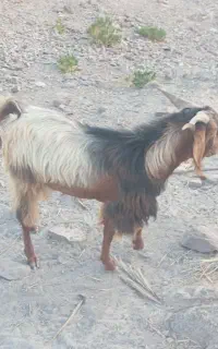 گوسفند نر