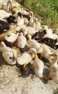 اردک پکنی اسراییلی مرغ شاخدار مرغ محلی گلین سلطان