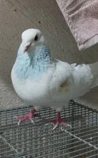 کبوتر پرشی