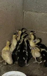 اردک اسرائیلی ۴۵ روزه