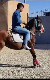 اسب،مادیون کُرد